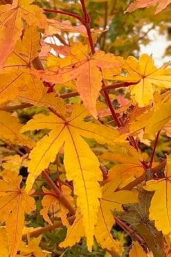 Wild Fire Coral Bark Japanese Maple - 3 Gallon Pot 13 Wild Fire Coral Bark Japanese Maple - 3 Gallon Pot -Green Haven Sales acer palmatum wildfire 1
