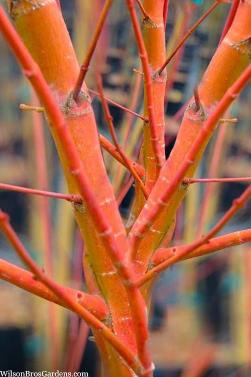 Wild Fire Coral Bark Japanese Maple - 3 Gallon Pot 1 Wild Fire Coral Bark Japanese Maple - 3 Gallon Pot