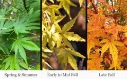 Wild Fire Coral Bark Japanese Maple - 3 Gallon Pot 12 Wild Fire Coral Bark Japanese Maple - 3 Gallon Pot -Green Haven Sales acer palmatum wildfire 4
