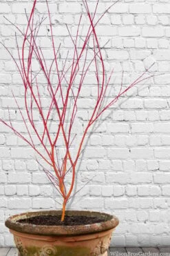 Wild Fire Coral Bark Japanese Maple - 3 Gallon Pot 10 Wild Fire Coral Bark Japanese Maple - 3 Gallon Pot -Green Haven Sales acer palmatum wildfire 9