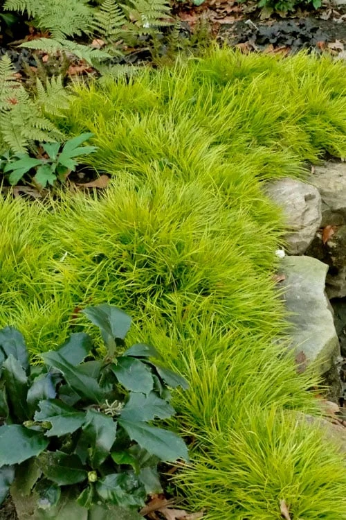 Dwarf Golden Sweet Flag (Acorus Gramineus 'Minimus Aureus') - 5 Pack Of Quart Pots 4 Dwarf Golden Sweet Flag (Acorus Gramineus 'Minimus Aureus') - 5 Pack Of Quart Pots - Image 4