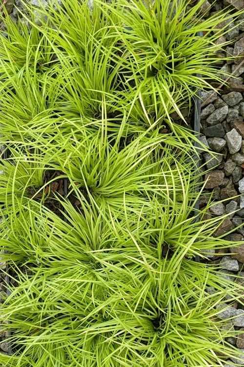 Dwarf Golden Sweet Flag (Acorus Gramineus 'Minimus Aureus') - 5 Pack Of Quart Pots 6 Dwarf Golden Sweet Flag (Acorus Gramineus 'Minimus Aureus') - 5 Pack Of Quart Pots - Image 6