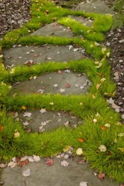 Dwarf Golden Sweet Flag (Acorus Gramineus 'Minimus Aureus') - 5 Pack Of Quart Pots 10 Dwarf Golden Sweet Flag (Acorus Gramineus 'Minimus Aureus') - 5 Pack Of Quart Pots -Green Haven Sales acorus gramineus minnimus aurea dwarf golden sweet flag 106