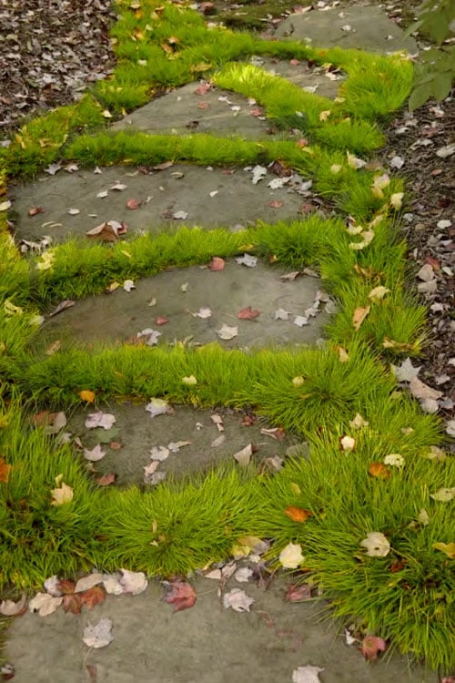 Dwarf Golden Sweet Flag (Acorus Gramineus 'Minimus Aureus') - 5 Pack Of Quart Pots 5 Dwarf Golden Sweet Flag (Acorus Gramineus 'Minimus Aureus') - 5 Pack Of Quart Pots - Image 5