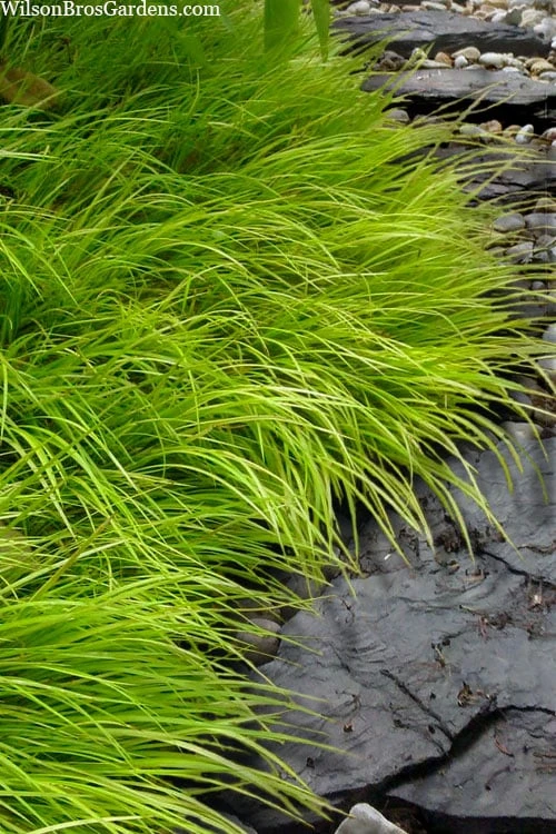 Dwarf Golden Sweet Flag (Acorus Gramineus 'Minimus Aureus') - 5 Pack Of Quart Pots 1 Dwarf Golden Sweet Flag (Acorus Gramineus 'Minimus Aureus') - 5 Pack Of Quart Pots