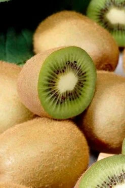 Jenny Self-Fertile Kiwi Vine - Quart Pot -Green Haven Sales actinidia deliciosa jenny self fertile kiwi vine 1