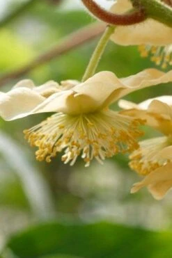 Jenny Self-Fertile Kiwi Vine - Quart Pot -Green Haven Sales actinidia deliciosa jenny self fertile kiwi vine 4