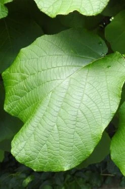 Jenny Self-Fertile Kiwi Vine - Quart Pot -Green Haven Sales actinidia deliciosa jenny self fertile kiwi vine 5