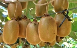 Jenny Self-Fertile Kiwi Vine - Quart Pot -Green Haven Sales actinidia deliciosa jenny self fertile kiwi vine 6