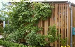 Jenny Self-Fertile Kiwi Vine - Quart Pot -Green Haven Sales actinidia deliciosa jenny self fertile kiwi vine 7