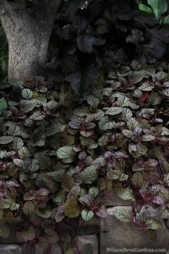 Bronze Beauty Ajuga (Bugleweed) - 6 Pack Of 3.5" Pint Pots -Green Haven Sales ajuga bronze beauty 30 1