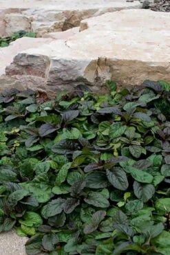 Bronze Beauty Ajuga (Bugleweed) - 6 Pack Of 3.5" Pint Pots -Green Haven Sales ajuga reptans bronze beauty bugleweed 100