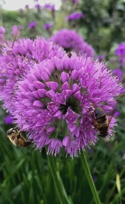 Millenium Allium (Ornamental Onion) - 6 Pack Of 1 Gallon Pots -Green Haven Sales allium millenium 10