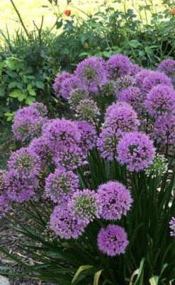 Millenium Allium (Ornamental Onion) - 6 Pack Of 1 Gallon Pots -Green Haven Sales allium millenium 2