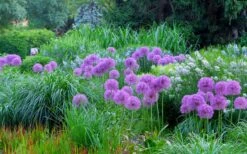 Millenium Allium (Ornamental Onion) - 6 Pack Of 1 Gallon Pots -Green Haven Sales allium millenium 4