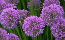 Millenium Allium (Ornamental Onion) - 6 Pack Of 1 Gallon Pots -Green Haven Sales allium millenium 5