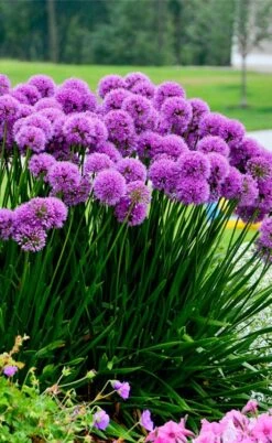 Millenium Allium (Ornamental Onion) - 6 Pack Of 1 Gallon Pots -Green Haven Sales allium millenium 6