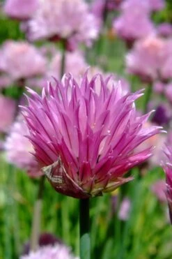 Chives Plant (Allium Schoenoprasum) - 5 Pack Of Quart Pots 11 Chives Plant (Allium Schoenoprasum) - 5 Pack Of Quart Pots -Green Haven Sales allium schoenprasum chives 2