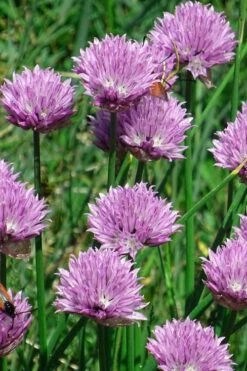 Chives Plant (Allium Schoenoprasum) - 5 Pack Of Quart Pots 10 Chives Plant (Allium Schoenoprasum) - 5 Pack Of Quart Pots -Green Haven Sales allium schoenprasum chives 3