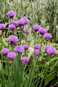 Chives Plant (Allium Schoenoprasum) - 5 Pack Of Quart Pots 9 Chives Plant (Allium Schoenoprasum) - 5 Pack Of Quart Pots -Green Haven Sales allium schoenprasum chives 4