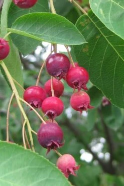 Shadblow Serviceberry Tree (Amelanchier Canadensis) - 3 Gallon Pot 15 Shadblow Serviceberry Tree (Amelanchier Canadensis) - 3 Gallon Pot -Green Haven Sales amelanchier arborea shadblow serviceberry berries 3