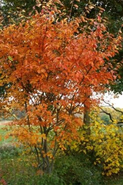 Shadblow Serviceberry Tree (Amelanchier Canadensis) - 3 Gallon Pot 13 Shadblow Serviceberry Tree (Amelanchier Canadensis) - 3 Gallon Pot -Green Haven Sales amelanchier arborea shadblow serviceberry fall foliage