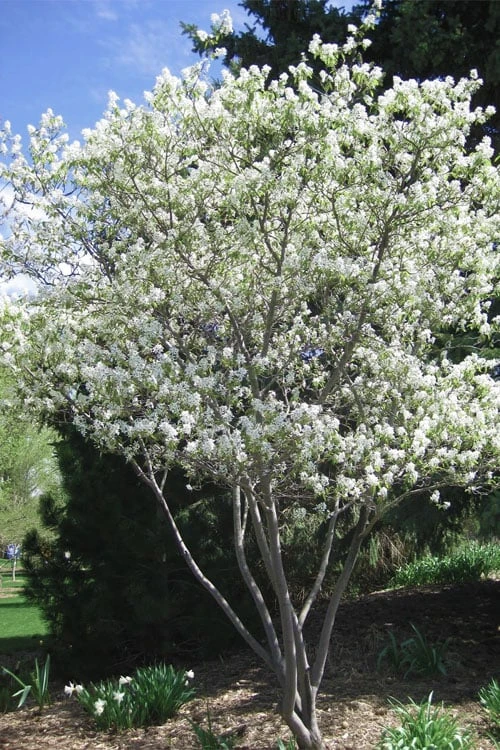Shadblow Serviceberry Tree (Amelanchier Canadensis) - 1 Gallon Pot 4 Shadblow Serviceberry Tree (Amelanchier Canadensis) - 1 Gallon Pot - Image 4