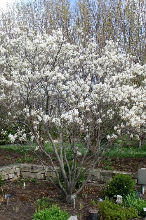 Shadblow Serviceberry Tree (Amelanchier Canadensis) - 1 Gallon Pot 9 Shadblow Serviceberry Tree (Amelanchier Canadensis) - 1 Gallon Pot - Image 9
