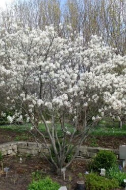 Shadblow Serviceberry Tree (Amelanchier Canadensis) - 3 Gallon Pot 17 Shadblow Serviceberry Tree (Amelanchier Canadensis) - 3 Gallon Pot -Green Haven Sales amelanchier arborea shadblow serviceberry tree 3