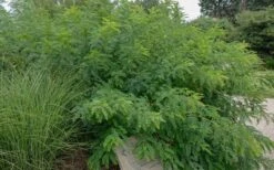 Indigo Bush (Amorpha Fruticosa) - 3 Pack Of 1.5 Quart Pots -Green Haven Sales amorpha fruticosa indigo bush 14