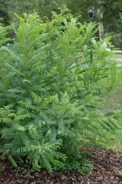 Indigo Bush (Amorpha Fruticosa) - 3 Pack Of 1.5 Quart Pots -Green Haven Sales amorpha fruticosa indigo bush 19
