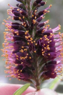Indigo Bush (Amorpha Fruticosa) - 3 Pack Of 1.5 Quart Pots -Green Haven Sales amorpha fruticosa indigo bush 2