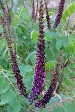 Indigo Bush (Amorpha Fruticosa) - 3 Pack Of 1.5 Quart Pots -Green Haven Sales amorpha fruticosa indigo bush 5