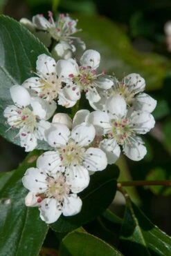 Red Chokeberry (Aronia Arbutifolia) - 3 Pack Of 1.5 Quart Pots -Green Haven Sales aronia arbutifolia red chokeberry 1