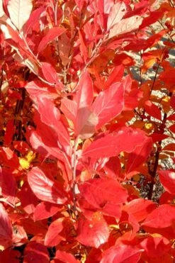 Red Chokeberry (Aronia Arbutifolia) - 3 Pack Of 1.5 Quart Pots -Green Haven Sales aronia arbutifolia red chokeberry 3