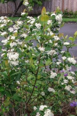 Red Chokeberry (Aronia Arbutifolia) - 3 Pack Of 1.5 Quart Pots -Green Haven Sales aronia arbutifolia red chokeberry 4