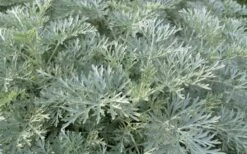 Powis Castle Artemisia - 5 Pack Of Quart Pots -Green Haven Sales artemisia powis castle 1