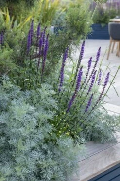 Powis Castle Artemisia - 5 Pack Of Quart Pots -Green Haven Sales artemisia powis castle 4