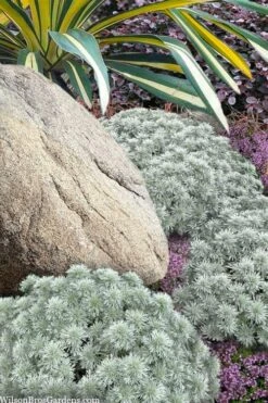 Silver Mound Artemisia - 1 Gallon Pot -Green Haven Sales artemisia schmidtiana silver mound 12