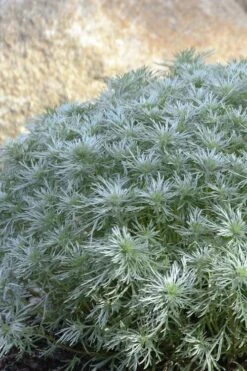 Silver Mound Artemisia - 1 Gallon Pot -Green Haven Sales artemisia schmidtiana silver mound 4