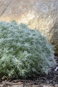 Silver Mound Artemisia - 1 Gallon Pot -Green Haven Sales artemisia schmidtiana silver mound 5