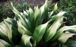 Snowcap Cast Iron Plant (Aspidistra Elatior 'Snowcap') - 3 Gallon Pot -Green Haven Sales aspidistra elatior snow cap cast iron plant 3