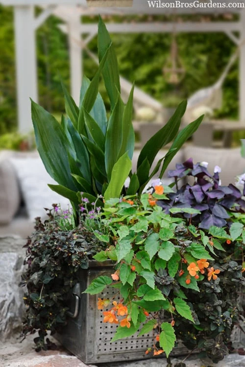Tiny Tank Dwarf Cast Iron Plant - 3 Gallon Pot -Green Haven Sales aspidistra elatior tiny tank dwarf cast iron plant 3