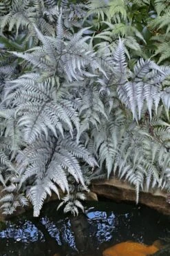Japanese Painted Fern - 5 Pack Of Quart Pots -Green Haven Sales athyrium niponicum pictum japanese painted fern 101