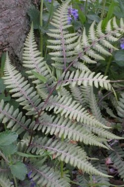 Japanese Painted Fern - 5 Pack Of Quart Pots -Green Haven Sales athyrium niponicum pictum japanese painted fern 103
