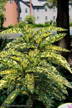 Hosoba Hoshifu Variegated Aucuba (Japanese Laurel) - 3 Gallon Pot -Green Haven Sales aucuba hosoba hoshifu11