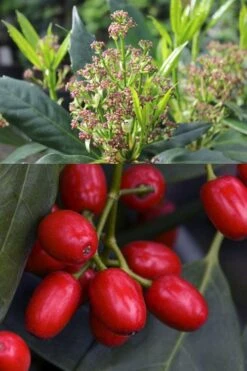 Sawtoothed Aucuba Serratifolia - 1 Gallon Pot -Green Haven Sales aucuba japonica serratifolia sawtoothed japanese laurel 21