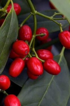 Sawtoothed Aucuba Serratifolia - 1 Gallon Pot -Green Haven Sales aucuba japonica serratifolia sawtoothed japanese laurel 23