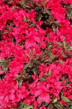 Arctic Rose Azalea - 3 Gallon Pot 11 Arctic Rose Azalea - 3 Gallon Pot -Green Haven Sales azalea arctic rose 3