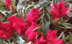 Arctic Rose Azalea - 3 Gallon Pot 10 Arctic Rose Azalea - 3 Gallon Pot -Green Haven Sales azalea arctic rose 4